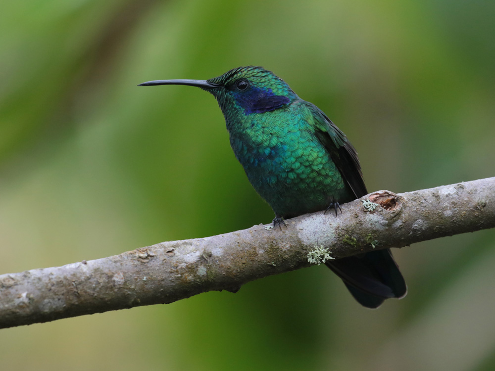 Green Violet-ear